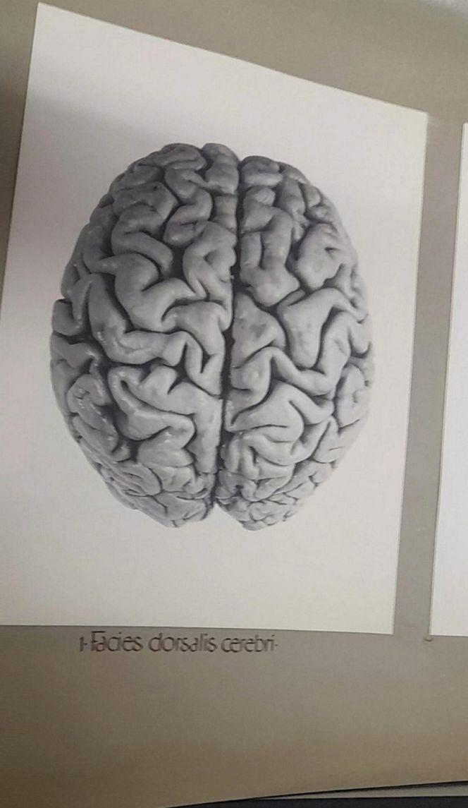 Tajemnica mózgu Piłsudskiego. Nieznany album w archiwach