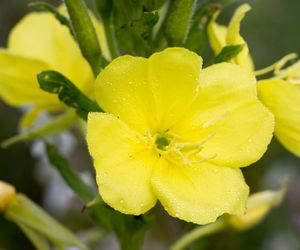 Wiesiołek: roślina lecznicza, która „świeci w nocy”. Na co można go stosować?