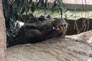 Egzotyczny świat na wyciągnięcie ręki! Zaglądamy do akwarium-terrarium w Myślęcinku