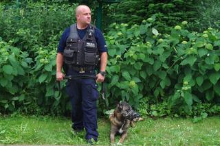 Jarika, suczka owczarka belgijskiego, po latach pracy w policji przeszła na emeryturę