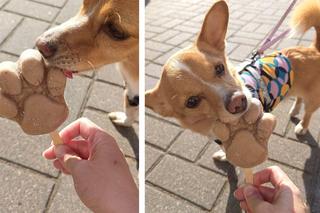 W Bydgoszczy można kupić lody o smaku indyka, kaczki i wołowiny. Psy się za nimi uganiają!