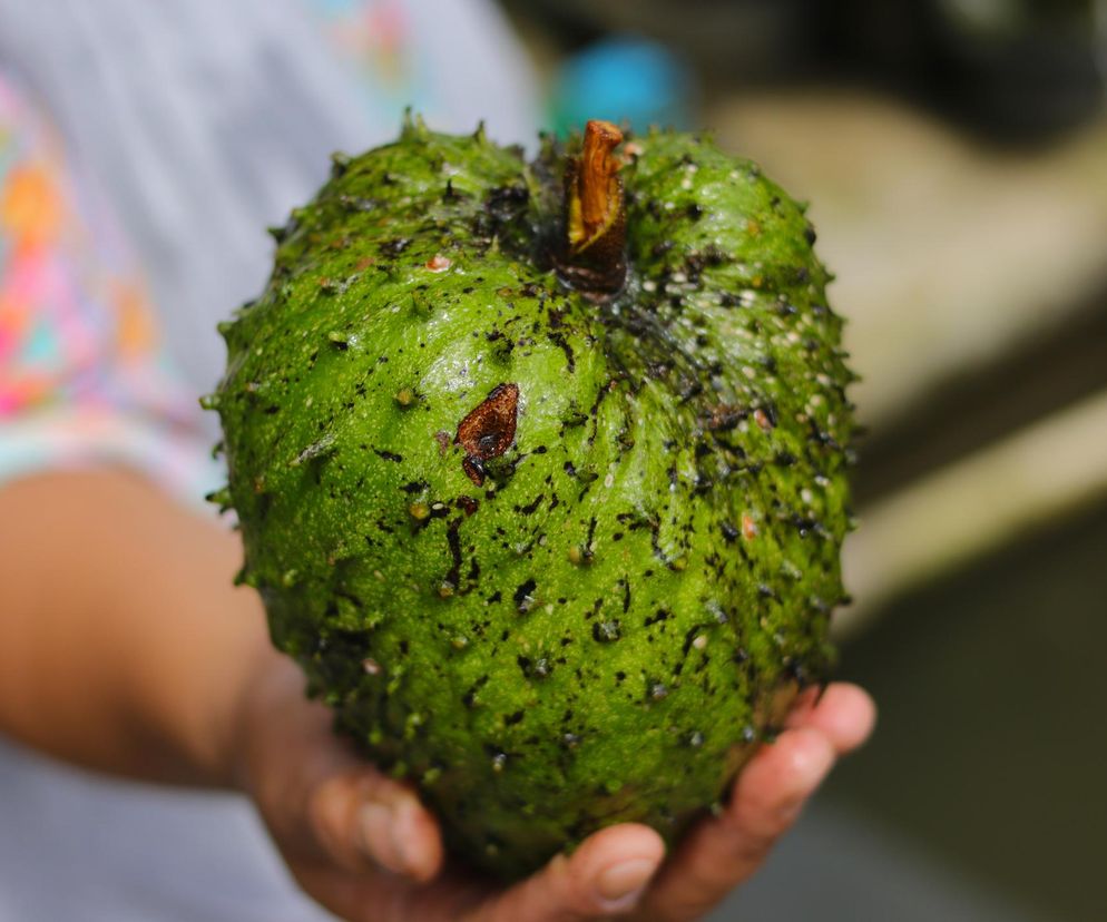 Graviola a nowotwory. Czy ten owoc może wspomagać walkę z rakiem?