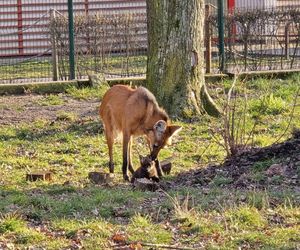 Wilki grzywiaste w Śląskim Ogrodzie Zoologicznym. W styczniu na świat przyszły trzy samiczki