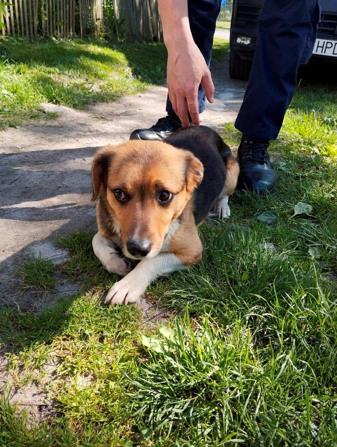 Śliczny kundelek uwięziony w worku na ziemniaki. Uratowały go dzieci wracające ze szkoły