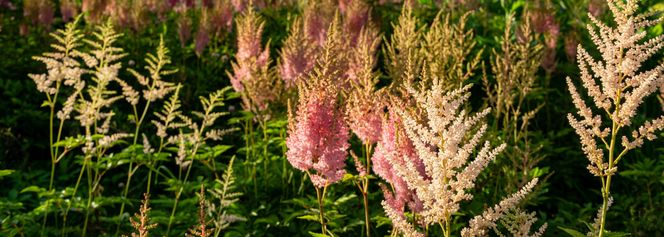 Tawułka japońska - Astilbe japonica