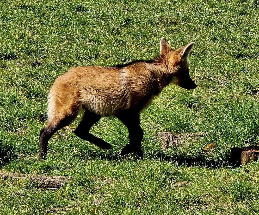 Wilki grzywiaste w Śląskim Ogrodzie Zoologicznym. W styczniu na świat przyszły trzy samiczki
