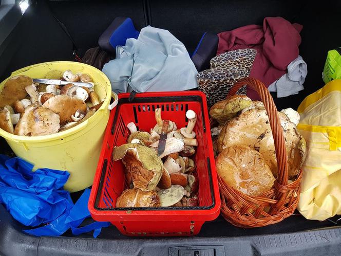 Grzybobranie na Podkarpaciu: Zdjęcia Czytelników