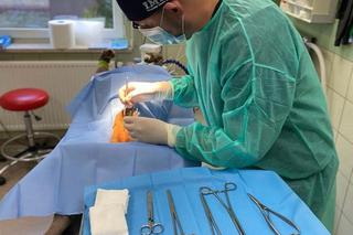 Weterynarze usuwali kamienie z żołądka Gai