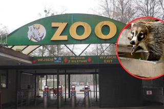 Poznańskie ZOO opublikowało informację o nowym mieszkańcu. Internauci w komentarzach wsparli byłą dyrektorkę ZOO. Mieliście najlepszą z najlepszych