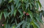 Begonia koralowa