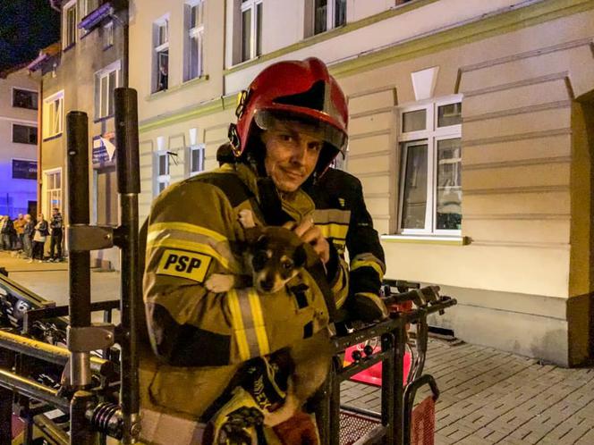 Szczeniak chodził po parapecie bloku. Strażacy ruszyli na pomoc [ZDJĘCIA]