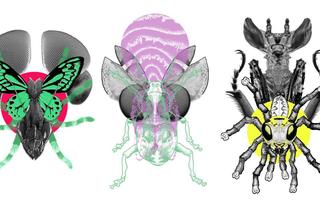 Robale w sztuce. „Przekonajcie się: są piękne i pomocne. Bez komarów nie byłoby czekolady”