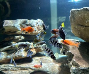 Studio Akwarystyki Aqua Dreams w Bydgoszczy to miejsce z wielką pasją