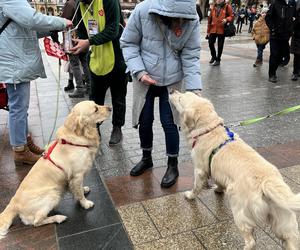 WOŚP 2024 w Krakowie. Grupa Golden Retriever opanowała cały Rynek Główny!