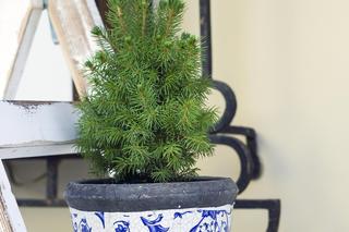 Iglaki na balkon całoroczne