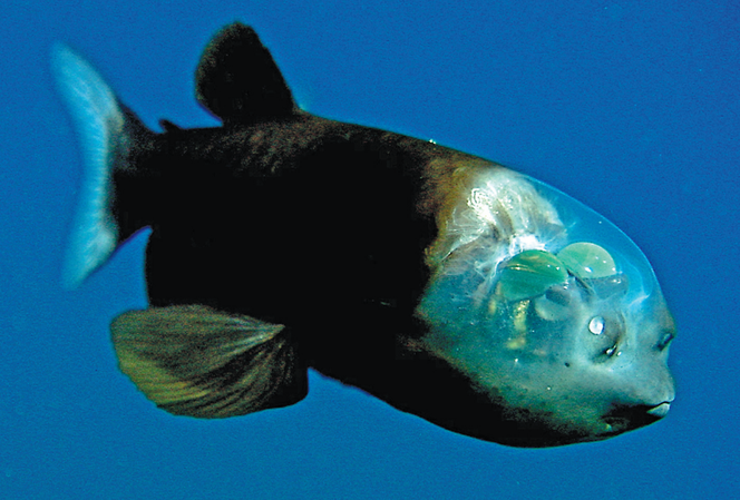 Ryba z przezroczystą głową. Fascynujące odkrycie w głębinach Pacyfiku