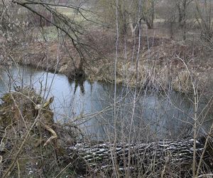 Spacer doliną Bystrzycy na lubelskim Wrotkowie