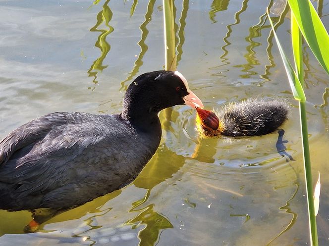 Ptasi Bufet nad bydgoskim Balatonem. Tak mieszkańcy karmią z głową!