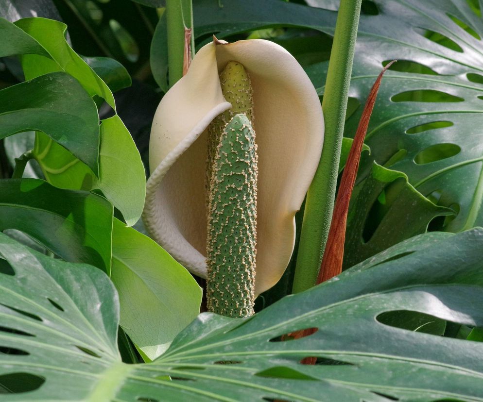 Monstera ma kwiaty? Tak, i są spektakularne!