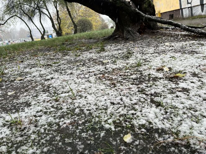 Pierwszy śnieg w Szczecinie