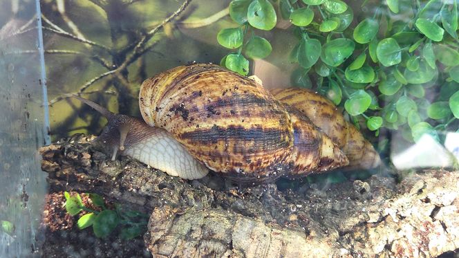 Węże, pająki i dreszczyk emocji w Bydgoszczy! Dragon Expo zachwyciło odwiedzających