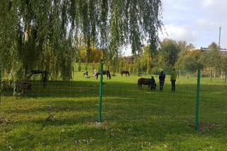 Pastwisko dla koni w Sosnowcu