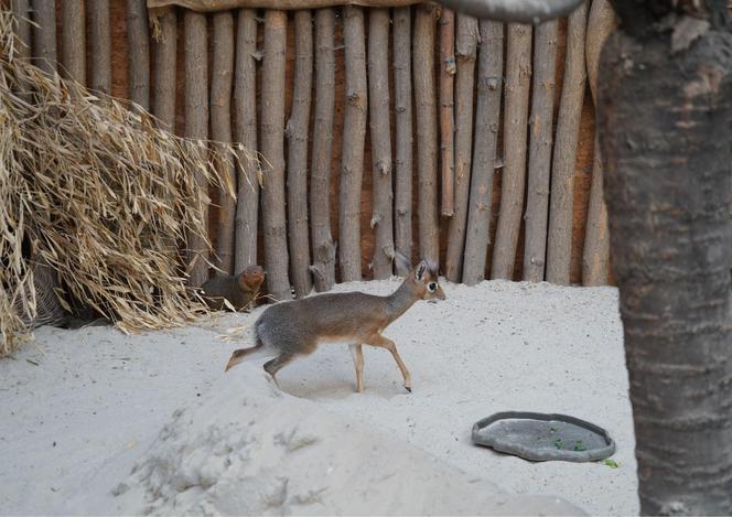 We wrocławskim zoo urodził się kolejny dikdik. Zobaczcie, jaki jest słodki! [ZDJĘCIA]