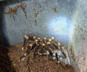 Otworzył kosz na śmieci i zamarł! Odkrycie jak z horroru w Krakowie