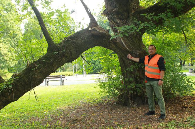 Ekkoterroryści blokują wycinkę chorych drzew