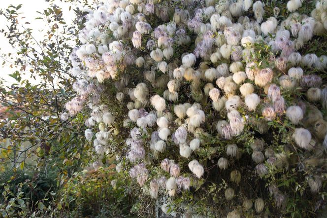 Clematis 'Bill MacKenzie'