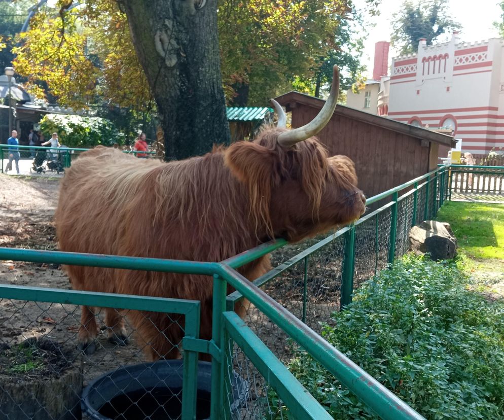 Stare ZOO w Poznaniu. Idealne miejsce na rodzinne spacery w sercu miasta 