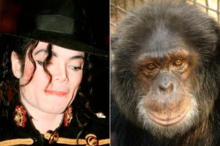 Małpa Michaela Jacksona kończy w tym roku 40 lat! Bubbles miał przejść prawdziwe piekło