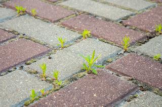 Czyszczenie nawierzchni z kostki brukowej