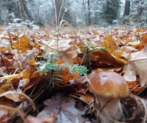 Listopadowe grzyby w świętokrzyskich lasach 