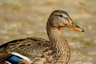 Ptasia grypa w Łódzkiem. Ofiarami wirusa 11 tysięcy kaczek