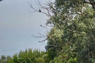 Z Bydgoszczy prosto do dzikiej puszczy w 10 minut!  Jak dotrzeć do Wielkiej Kępy i co tam zobaczyć?