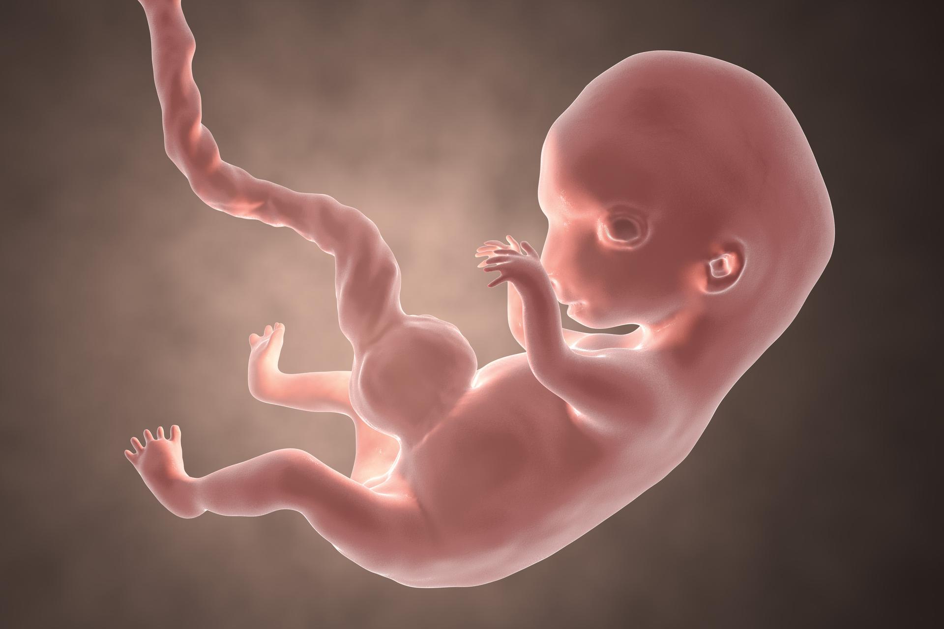 Płód W 7 Tygodniu Ciąży Zdjęcia