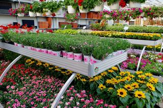 Ogrody Kapias w Goczałkowicach kwitną w maju