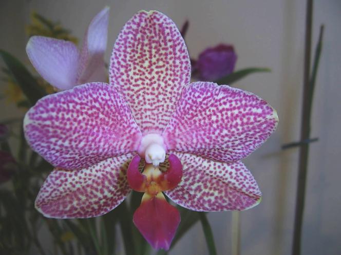 Phalaenopsis: najpopularniejszy storczyk