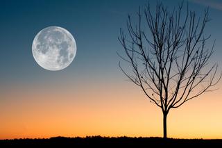 Księżyc Plonów: przed nami najjaśniejsza ze wszystkich pełni! Srebrny glob zjawi się na niebie wyjątkowo wcześnie! [PEŁNIA KSIĘŻYCA we wrześniu]