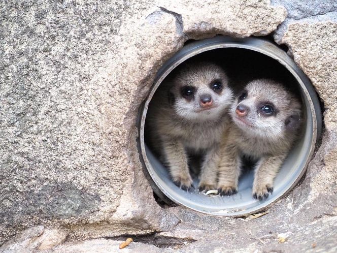 Surykatki w warszawskim ZOO oszalały ze szczęścia! To trzeba zobaczyć!