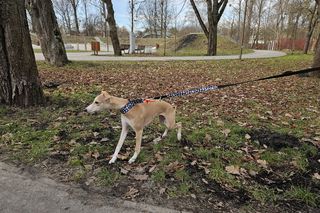 Chartoterapia dla WOŚP. Spacer charytatywny z pieskami po Parku Ludowym w Lublinie