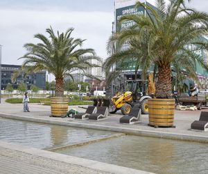 Palmy wróciły na Rynek w Katowicach, poza Anią. Wszystko przez kaczy problem