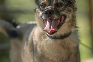 Te słodziaki szukają nowego domu 