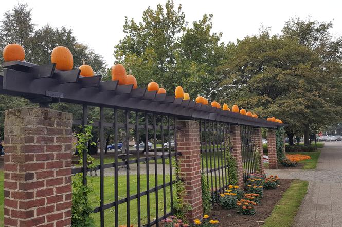 Dynie przyozdobiły m.in Plac Kobzdeja w Gdańsku Głównym