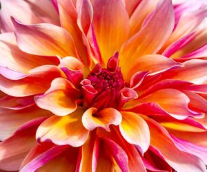 Dalia