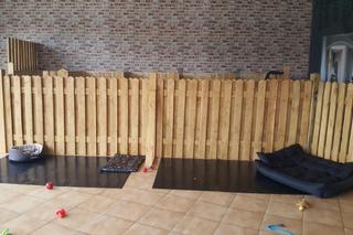 Psie przedszkole w Bydgoszczy