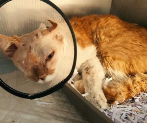 Kot Elwis po operacji