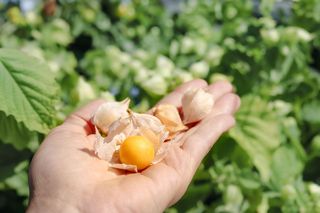 Miechunka peruwiańska