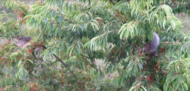 Niemieckie szopy piorą naszych